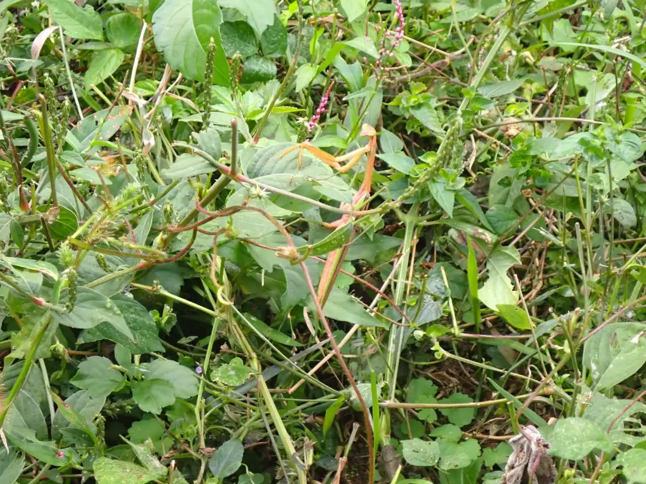 PA020371
