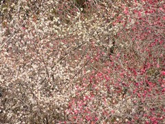 White and magenta Mume-thumb-240xauto-111083