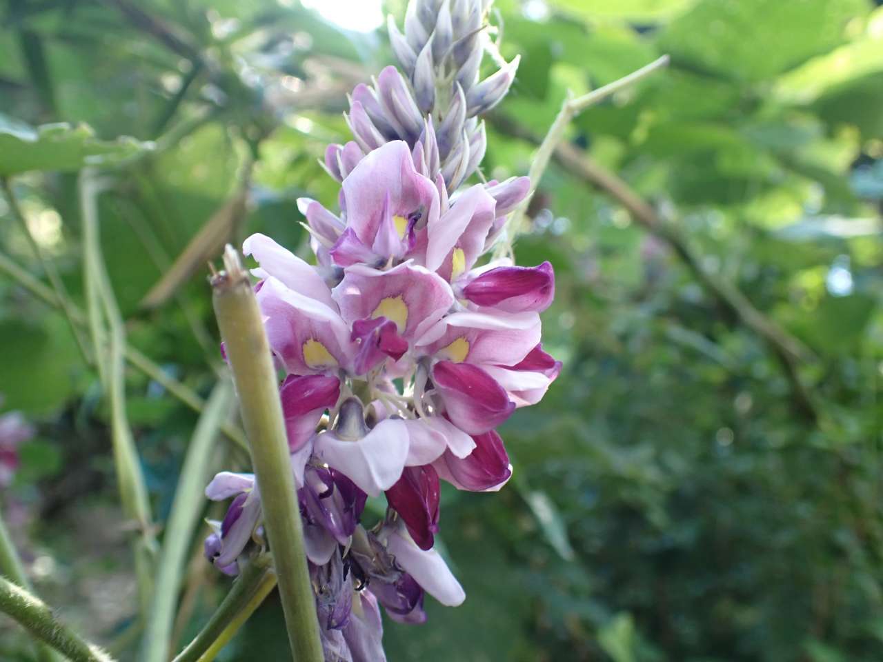 nature 9 1 (1)