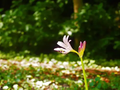 8月の見どころ（4日）「夏の生きもの」_01