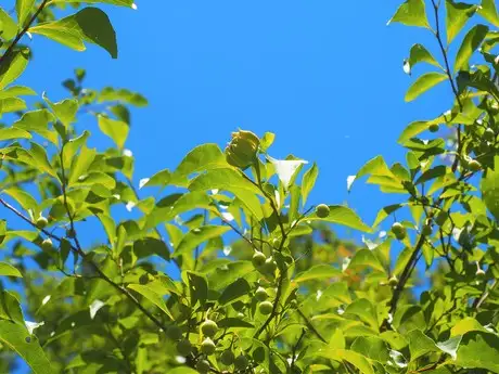 8月の見どころ（4日）「夏の生きもの」_03