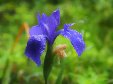 kakitubata_ame_02