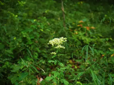 WhitePatrinia_02