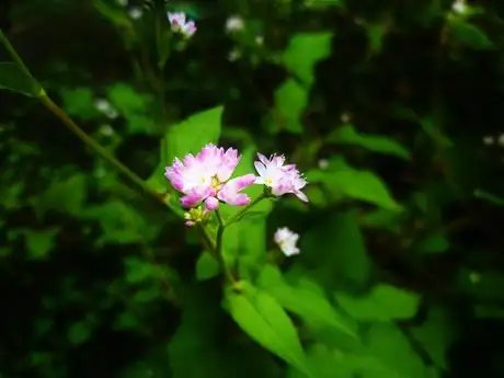 Waterway Buckwheat_01