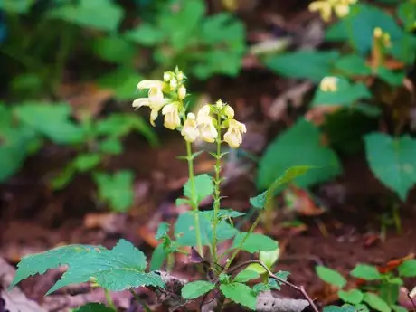Yellow Autumn Sage_02