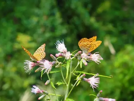 Leopard Pattern Butterfly_04