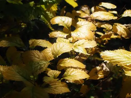 LesserHydrangea_02