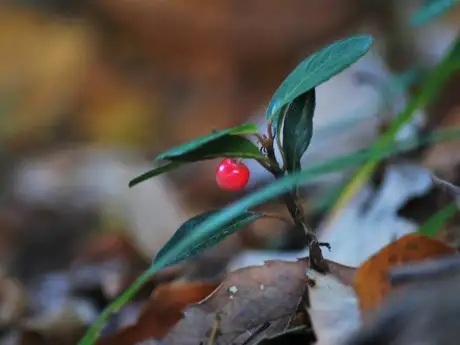LowBushCitrus_03