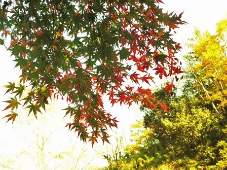 abc Maple _04