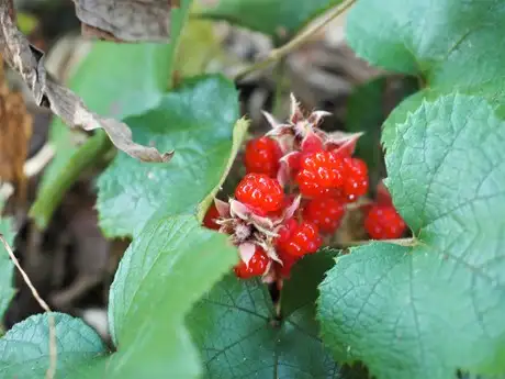 WinterWildStrawberry_04