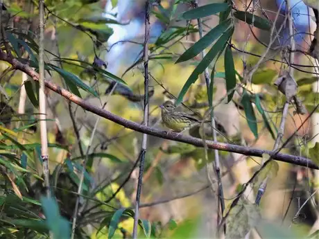 12月の見どころ（15日）「冬の木の実と野鳥」_04