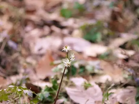 ParsleyLeafYellowBeads_02