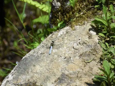 SaltValleyDragonfly_01