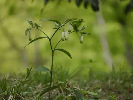 WindBellWeed_03