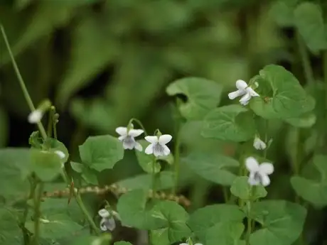 PotViola_04
