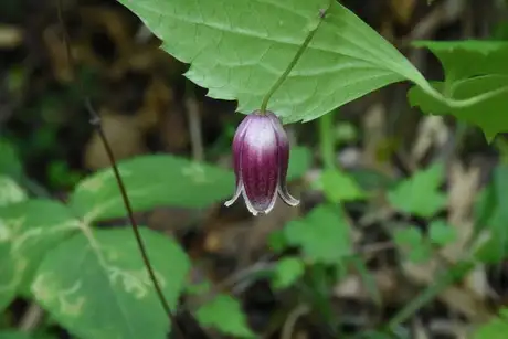 HalfBellVine_02