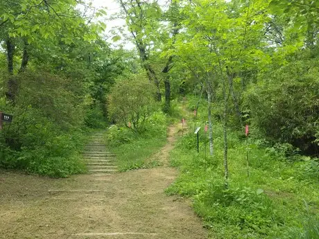 SakuraRidge 20 05_04