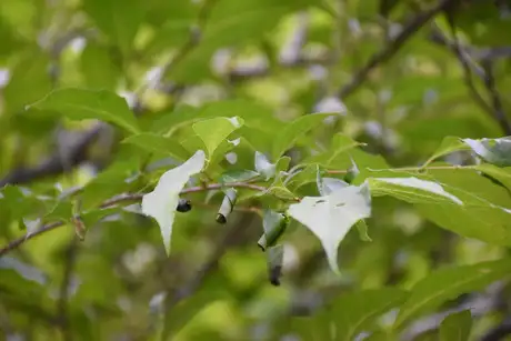 DropLetterRockBaske_01