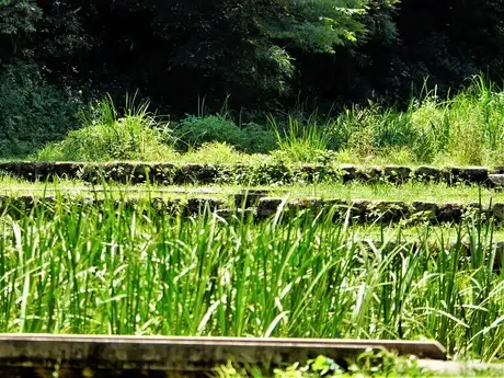 RiceFieldVarry 22 06_03