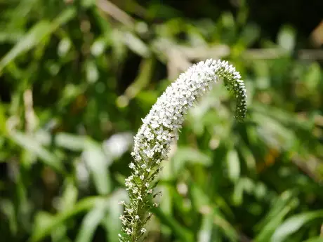 HillTigerTail_02