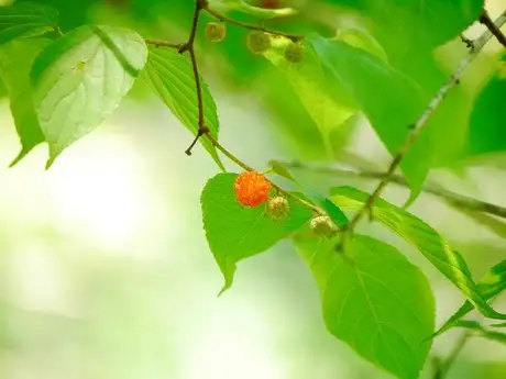 PrincessPaperTree_03