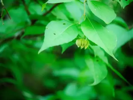 HaeshTasteTreeCatFoot_04