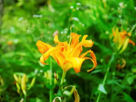 BushForgetLeaf_01