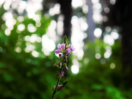 WisteriaSweetLeaf_02