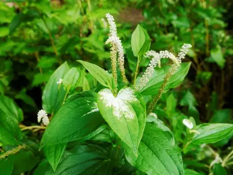 HalfSummerBloom_04