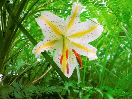 MountainLilly-thumb_04