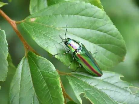BallBeetle_04