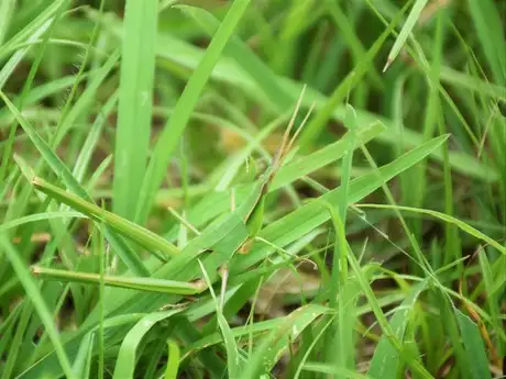 AncestralSpiritGrasshopper_01