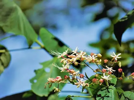 OdourWood_02