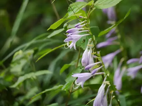 SmallLeafGiboshi_01