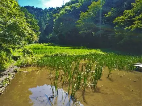『多摩の里山見本園』の四季　8月_03