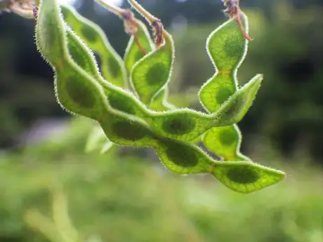 WildernessThirfBushclover_03