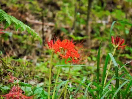 EquinoctialWeekFlower_04