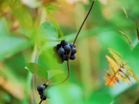 BlueBasketVin_02