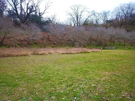 『多摩の里山見本園』の四季 11月_02