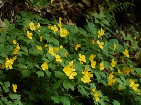 MountainBlowWeed_02