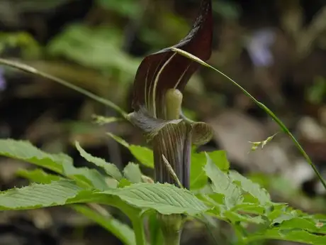 PitViperWeed_04