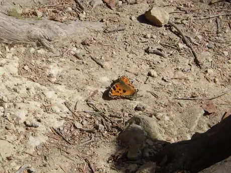 FireLeatherStrapJapArmorButterfly_01