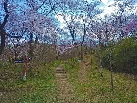 Sakura ridge 23 03_04
