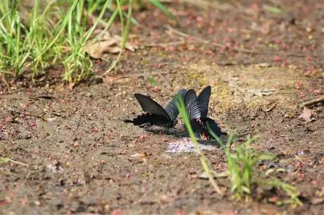 BlackButterfly_01