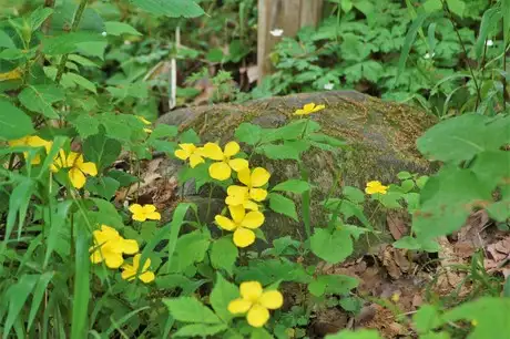 MtBlowWeed_03