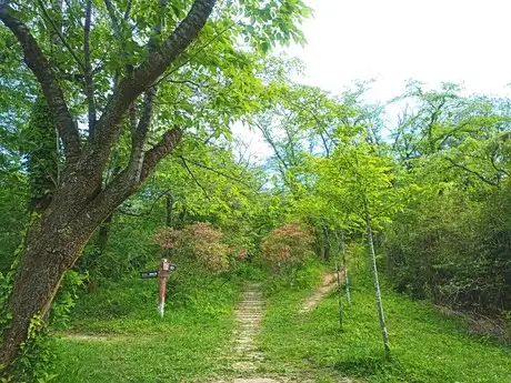 SakuraRidge2304_04