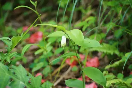 TreasureBellWeed_01