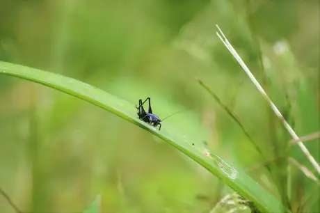 PrincessKatydid_02