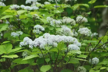 SmallHydrangea_03