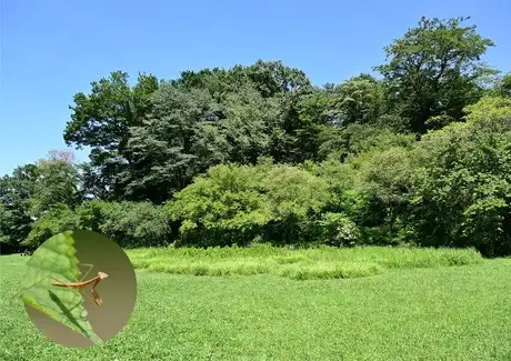 『多摩の里山見本園』の四季 7月_02